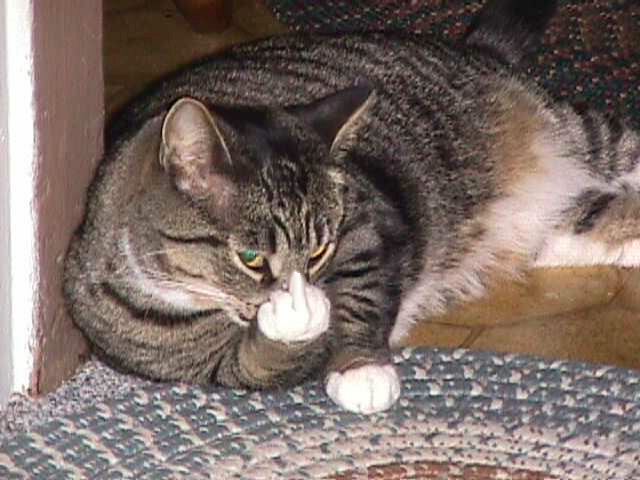 catfin.jpg